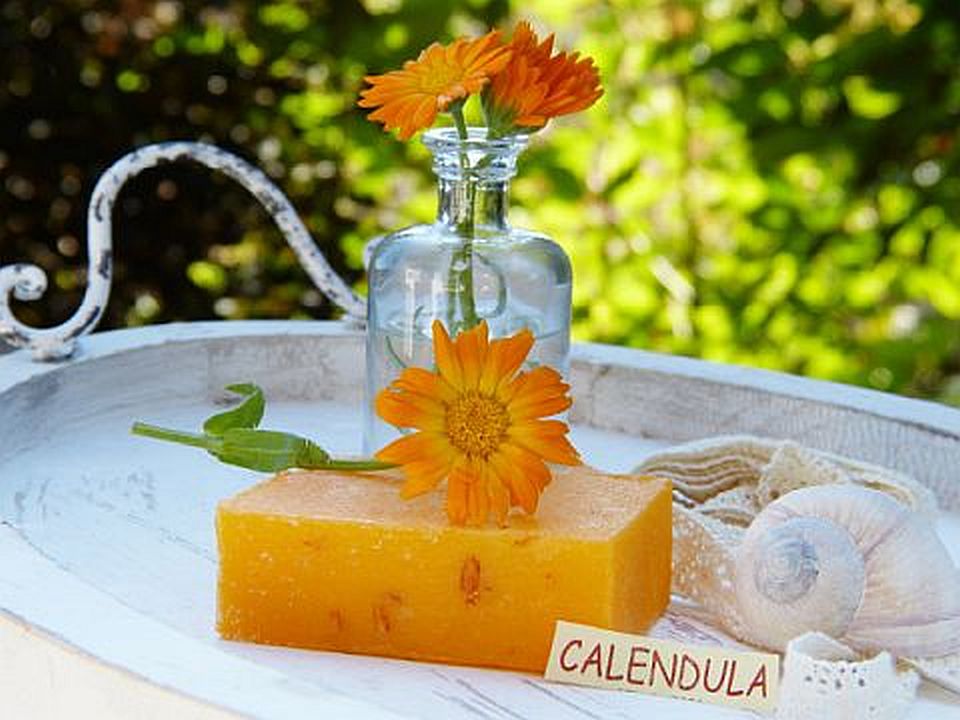 calendula